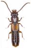 Siagonium quadricorne